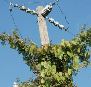 Vegetation management along utility lines